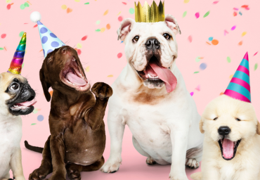 Happy Birthday K9 Enrichment!