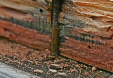 Protecting Homes and Businesses for Over 50 Years